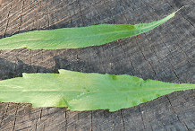 Leaves-of--Canadian-Horseweed