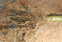 Roots-of-Canadian-Horseweed
