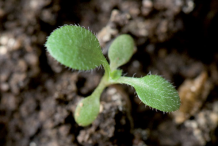 Saplings-of--Canadian-Horseweed