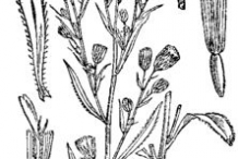 Sketch-of--Canadian-Horseweed