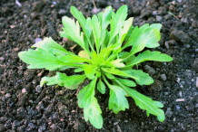 Small--Canadian-Horseweed-Plant
