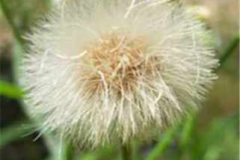 Canadian-Horseweed--seed-head