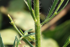 Stem-showing-leaf-bases-of--Canadian-Horseweed