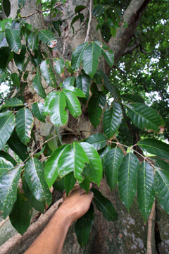 Canarium-Almond-leaves
