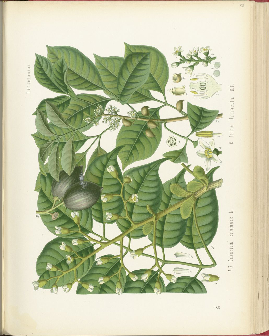 Canarium-Almond-plant-illustration