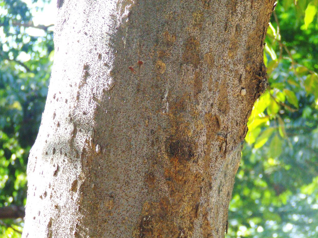 Java-Almond-bark