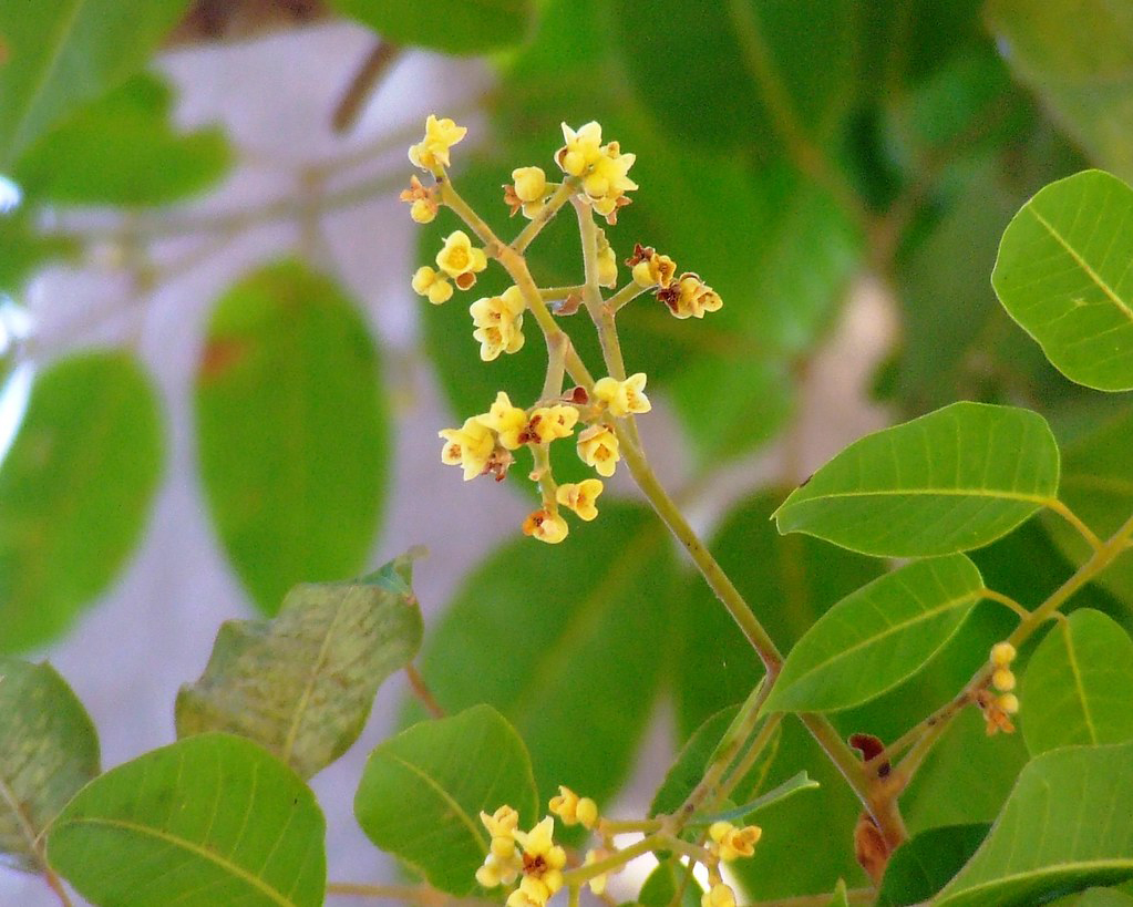 Java-Almond-flowers