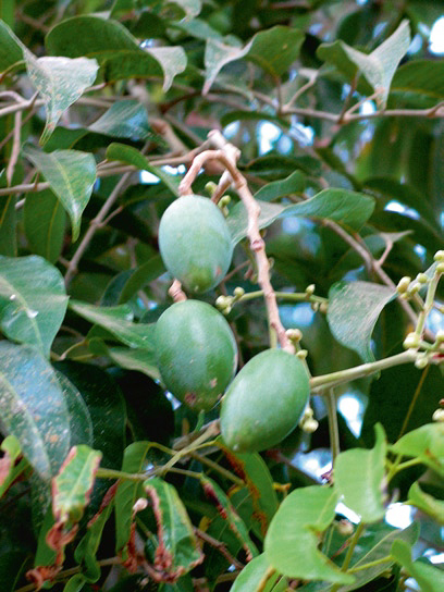 Java-Almond-fruit
