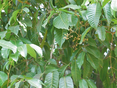Java-Almond-leaves