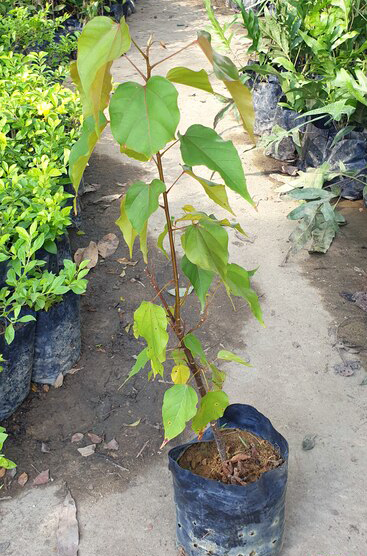 Java-Almond-plant