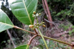 Flower-buds-of-Java-Almond