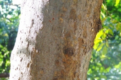 Java-Almond-bark