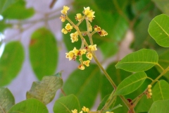 Java-Almond-flowers