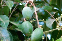 Java-Almond-fruit