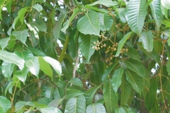 Java-Almond-leaves