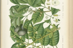 Java-Almond-plant-illustration