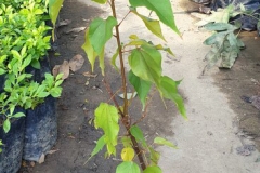 Java-Almond-plant