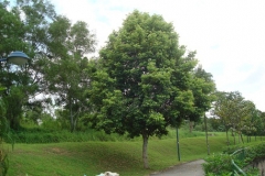 Java-Almond-tree