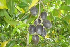 Ripe-fruits-of-Java-Almond