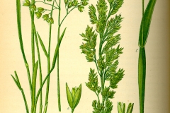 Plant-illustration