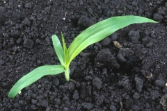Seedling