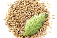 Seeds