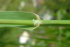 Stem