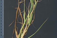 Whole-plant