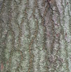 Bark-of-Candlenut-tree