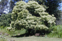 Candlenut-plant