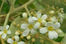 Closer-view-of-flower-of-Candlenut-tree