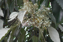 Flowers-of-Candlenut-tree