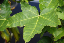 Leaves-of-Candlenut-tree