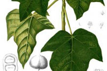 Plant-Illustration-of-Candlenut