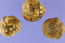 Seeds-of-Candlenut