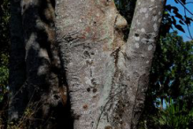 Trunk-of-Candlenut-tree