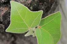 Young-Leaves-of-Candlenut