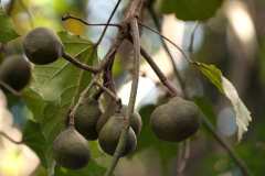 Candlenut-Fruit-on-the-tree