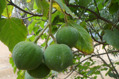 Unripe-fruit-on-the-tree