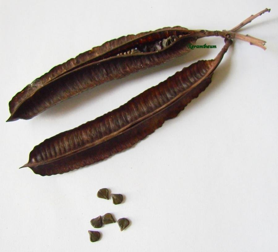 Dried-pod-with-seeds-of-Candlestick-plant