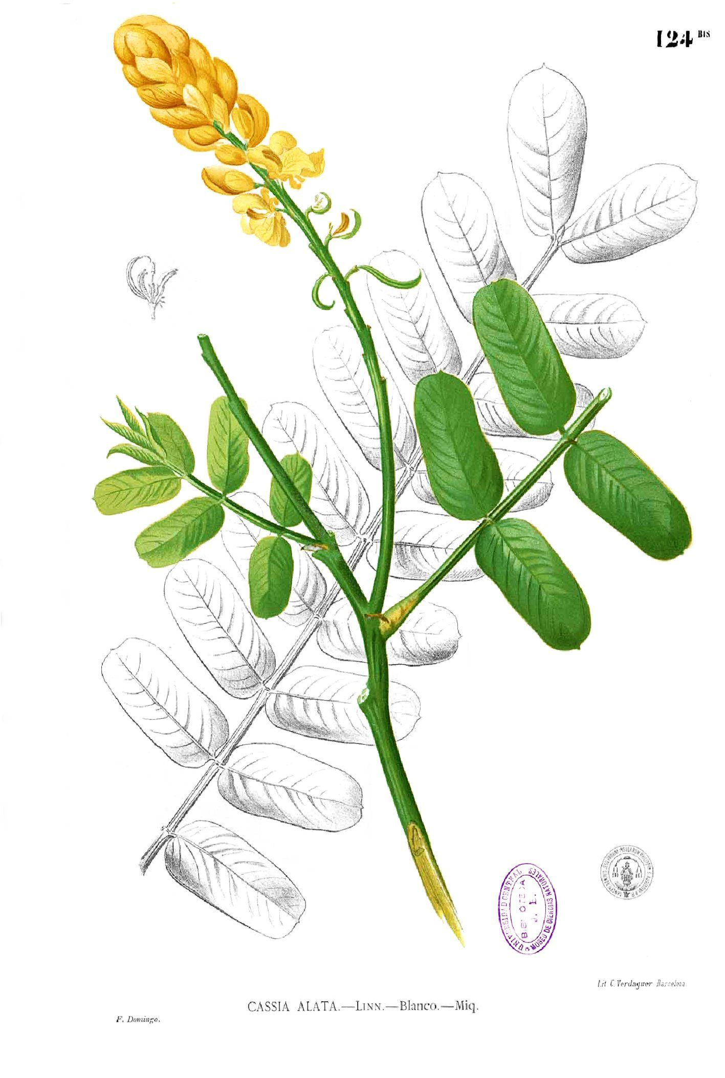 Illustration of Candlestick plant