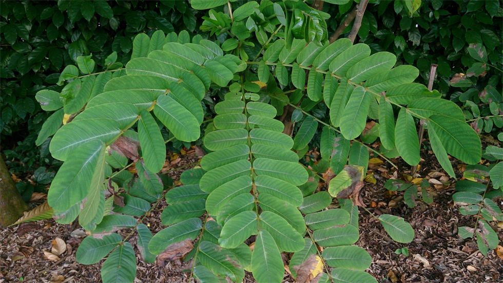 Leaves-of-Candlestick-plant