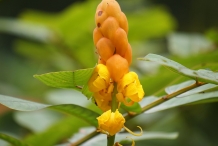 Close-view-of-Candlestick-plant