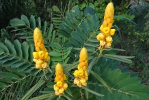 Flowers-of-Candlestick-plant