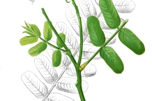 Illustration of Candlestick plant