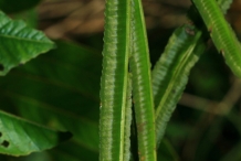 Immature-pods-of-Candlestick-plant