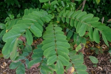 Leaves-of-Candlestick-plant