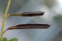 Mature-pods-of-Candlestick-plant