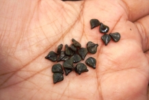 Seeds-of-Candlestick-plant
