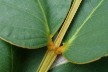 Stem-of-Candlestick-plant